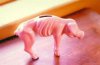 piggy.jpg