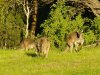 Kanga_Back.jpg