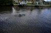 Dolphin_in_canal.jpg