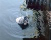 Manatee_drinking.jpg