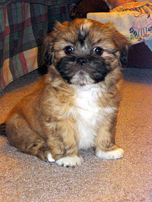 220px-Lhasa_Apso_Puppy_Mochi.jpg